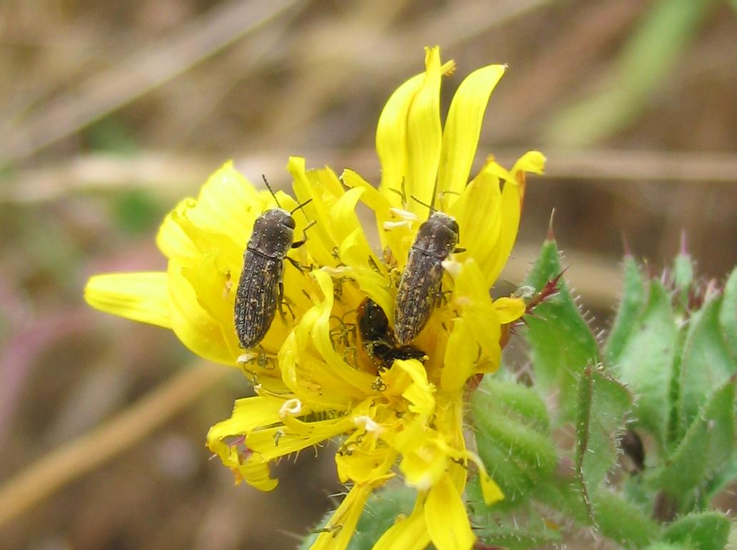 Carrellata di Anthaxia, Agrilus e Acmaeoderella